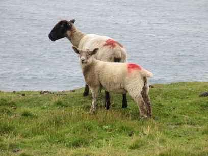 The Ceathru Thaidhg (Carrowteige) Children of Lir Loop Walk