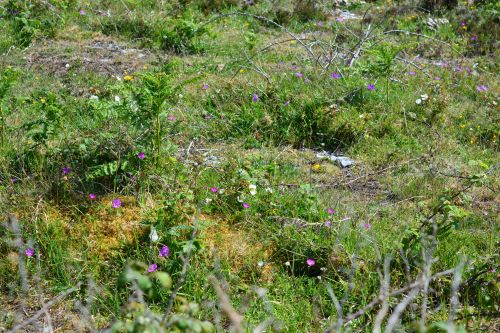 Black Head Loop Walk, Fanore, The Burren