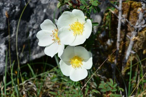 Black Head Loop Walk, Fanore, The Burren