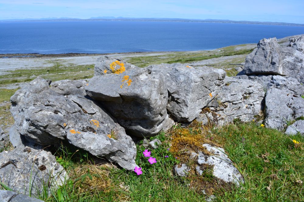 Black Head Loop Walk, Fanore, The Burren