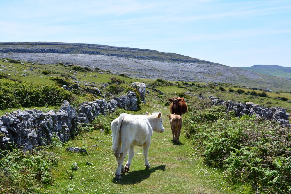 Black Head Loop Walk, Fanore, The Burren