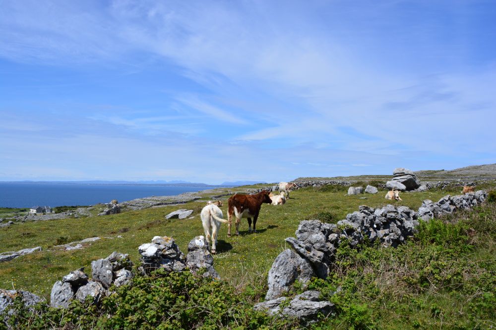 Black Head Loop Walk, Fanore, The Burren