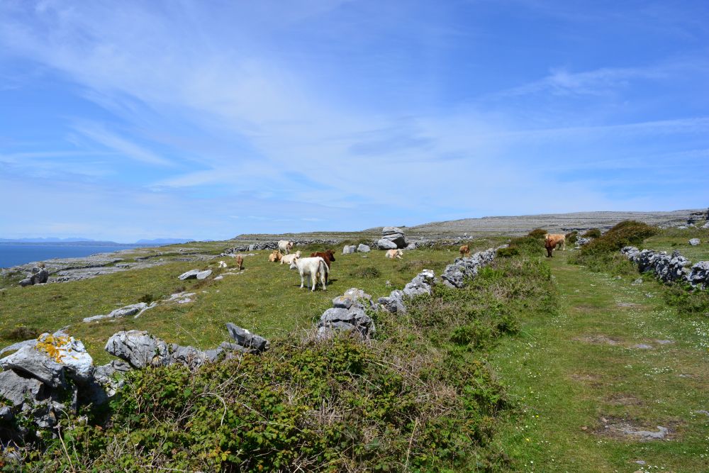 Black Head Loop Walk, Fanore, The Burren