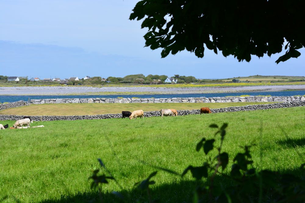 Flaggy Shore, Russell Gallery & Cafe, Co. Clare