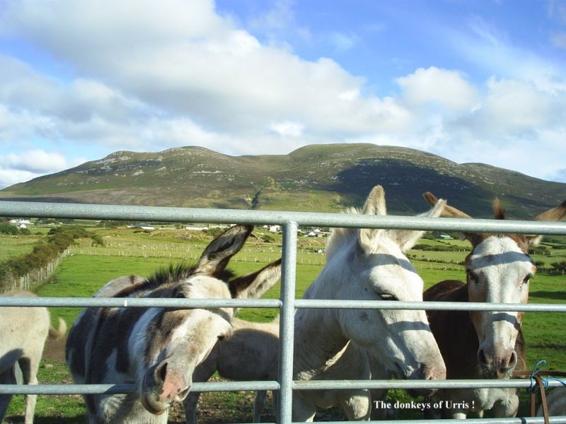 The ever friendly donkeys residing in the lush fields below the Urris Hills.