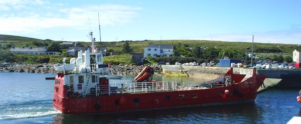 The sheep arriving Cleggan harbour from Inishbofin.