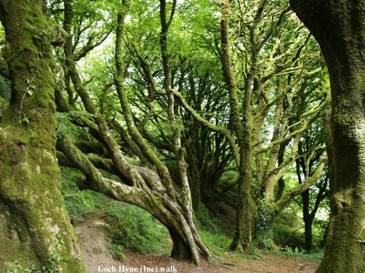 The beautiful old trees on the hills above Lough Hyne.