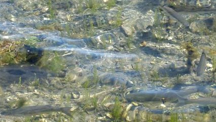 Lough Hyne is rich in aquatic life - e.g. myriads of fish.