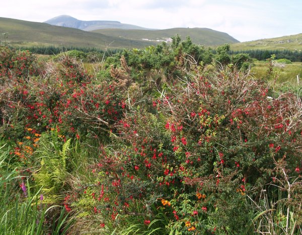 Fuchsia, Monbretia and Purple Loosestrife plants flowers on Achill Island, Co. Mayo, Ireland