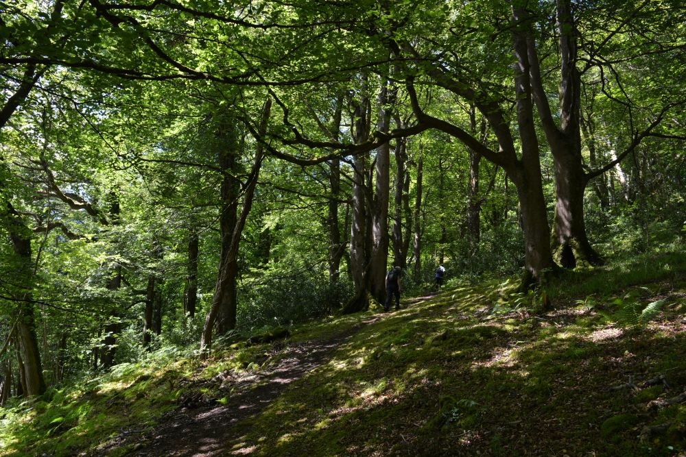 oak woods woodland Old Head beach coast walk near Louisburgh