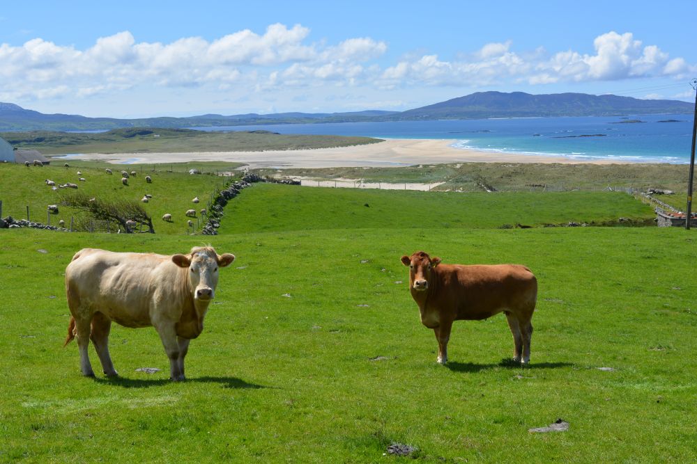 Walking on Silver Strand beach beneath Mweelrea mountain Co. Mayo
