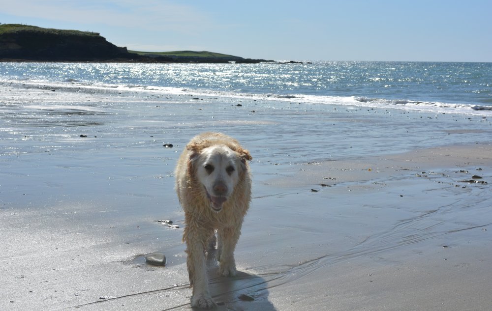 A friendly dog on Garrylucas Beach Co. Cork, West of Ireland