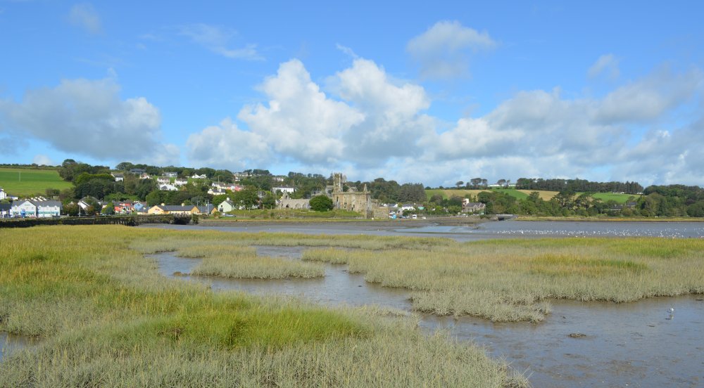 Looking across to Timoleague with the friary ruins and the mouth of the Argideen River beyond the gulls - hard to imagine this was once the site of a busy port Timoleague to Courtmacsherry estuary nature walk Co. Cork West of Ireland