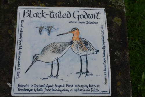 black-tailed godwit rare birds seen Timoleague to Courtmacsherry estuary nature walk Co. Cork West of Ireland