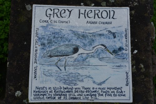 grey heron Timoleague to Courtmacsherry estuary nature walk Co. Cork West of Ireland