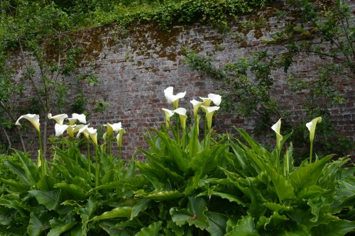 Colclough Walled Garden, Tintern, Co. Wexford 