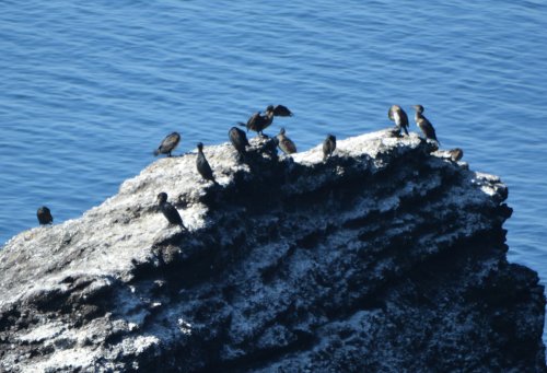 Seabirds on the rocks, viewed from the Dunmore East coastal footpath.