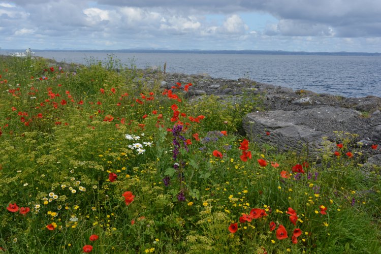 The Flaggy Shore, The Burren, Co. Clare, West of Ireland