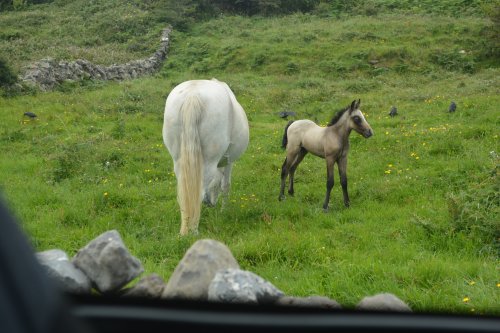  Trip to Inishmore (Inis Mor), Arran Islands, Co. Clare, Ireland, Wild Atlantic Way