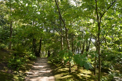 The Woodlands - Woodland Garden of the Lafcadio Hearn Japanese Gardens, Tramore, Co. Waterford, Ireland