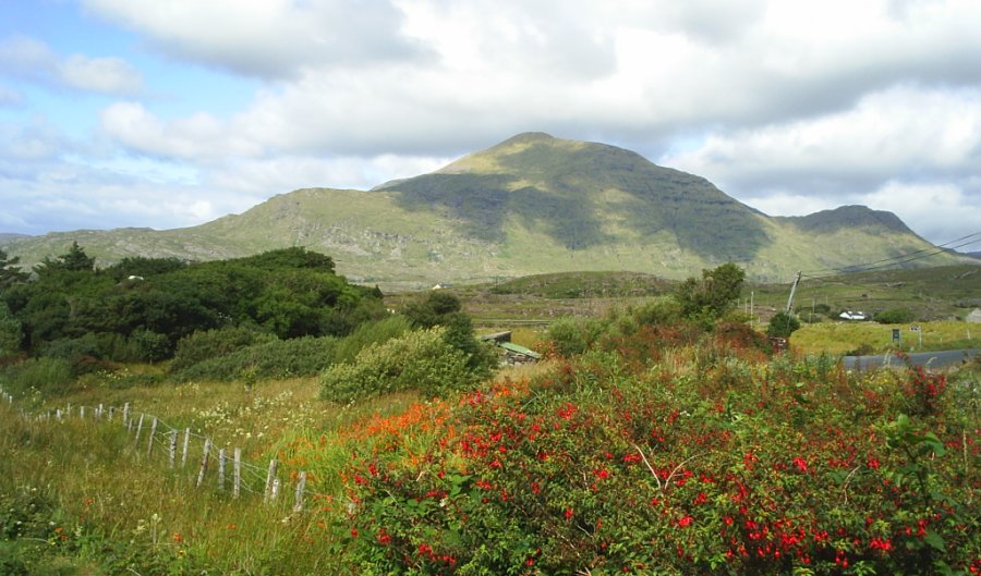 5. Mweel Rea Mountain, Connemara, County Galway, Fuchsia and Monbretia in the foreground, so typical of the colourful hedgerows in the West of Ireland. Scenic Views of Holidays in Ireland