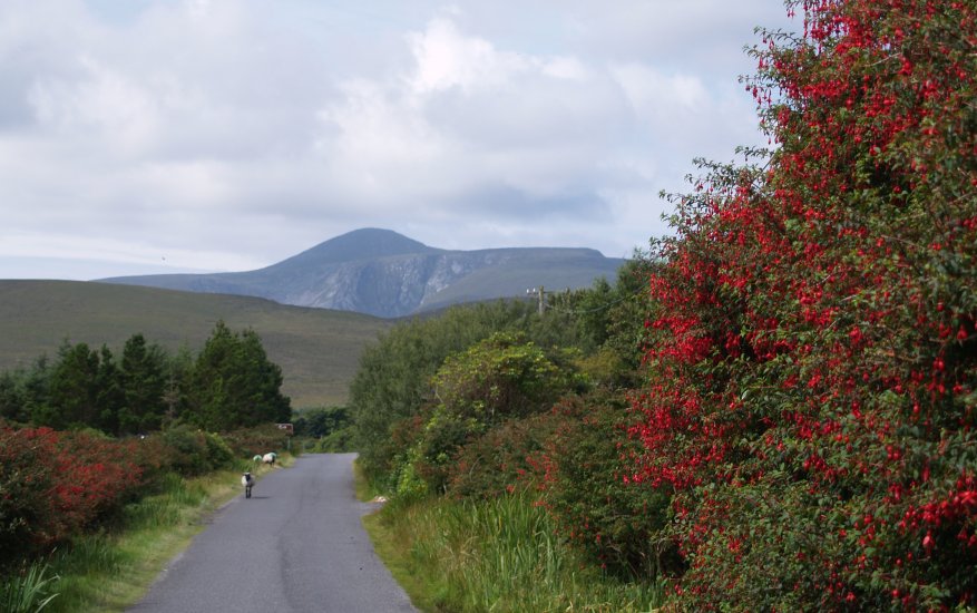 123. A fine hedge of Fuchsia on the road from Doogort (Dugort) to Dooagh, Achill Island, Co. Mayo, Ireland. The mountain of Croaghaun is in the distance.
