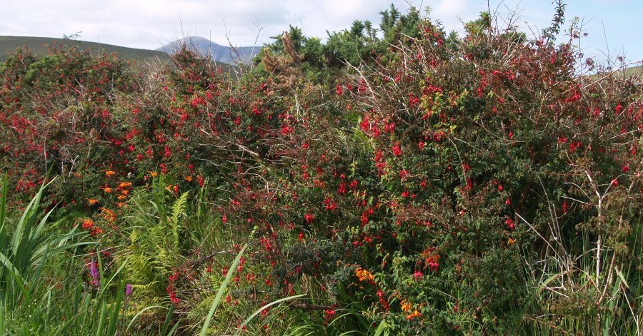 124. A typical fine hedgerow of Fuchsia, Monbretia and Purple Loosestrife, Achill Island, Co. Mayo, Ireland.
