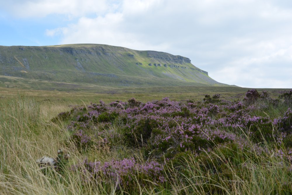 Wild purple heather below Pen-y-ghent Climbing Pen-y-ghent, walk from Horton-in-Ribblesdale