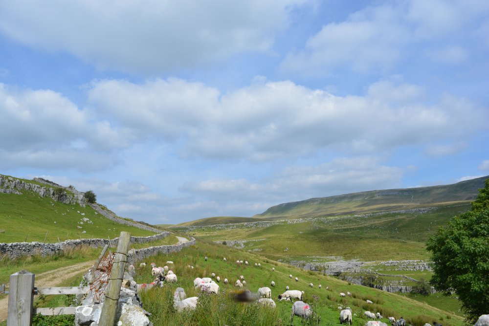 Climbing Pen-y-ghent, walk from Horton-in-Ribblesdale