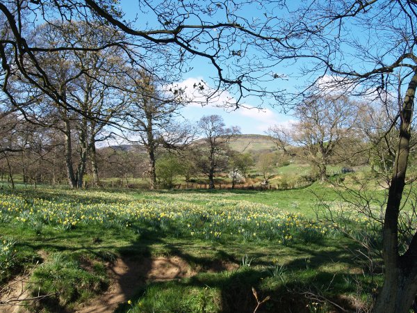 The blackthorn and wild daffodils were quite spectacular.