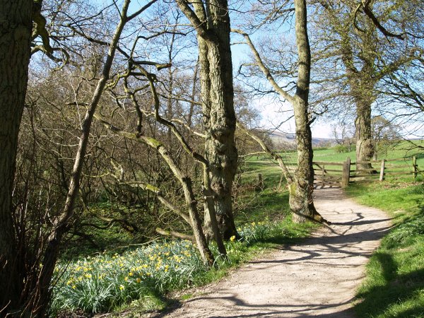 The well laid out 'daffodil walk' path from Church House to Low Mill.