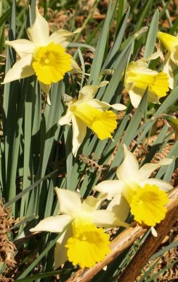 The wild daffodils of Farndale