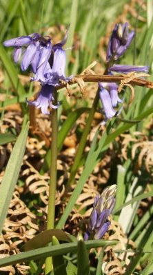 the bluebells were beginning to show
