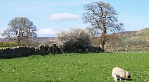 Goodbye Farndale until another fine day and leave the sheep and lambs undisturbed and unperturbed!