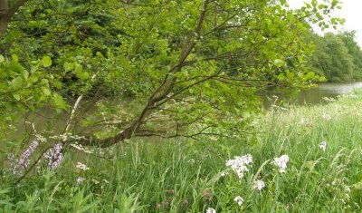 The River Derwent cuts through the eastern part of the Howardian Hills and the banks are filled with an abundance of wild flowers.