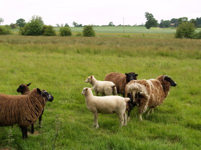 There is also a variety of sheep on the walk too!
