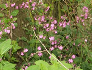 Red Campion