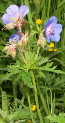 A 'geranium' flower, species? wild or an escapee?