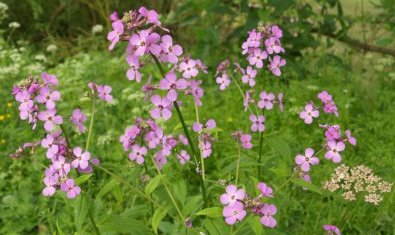 cuckoo flower (ladysmock)