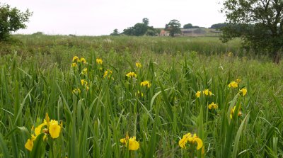 Yellow Iris wild flowers.