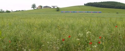 Poppies accompanying the red doors of passing of a York-Scarborough train.