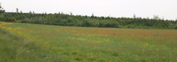 Fields of poppies near Quorn and Woodhouse - The Great Central Railway, England, English Midlands