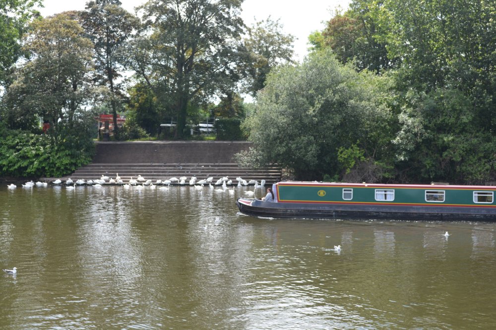 The Swannery River Severn Worcester England