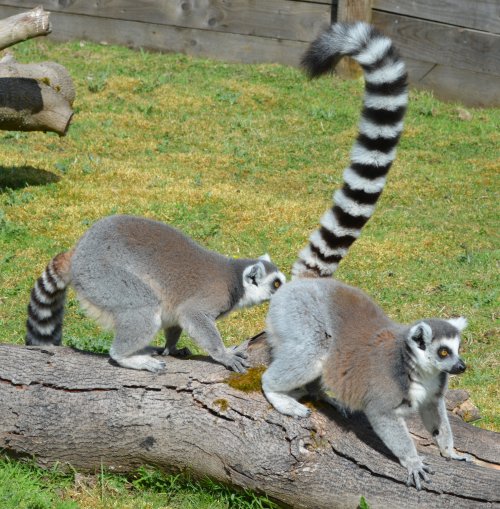  Twycross Zoo, Leicestershire, England