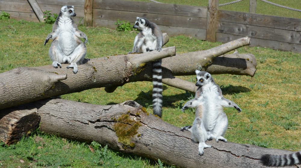Ring-tailed lemurs sunning themselves in  Twycross Zoo, Leicestershire, England