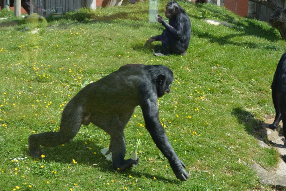 Fine specimens of Bonobo at  Twycross Zoo, Leicestershire, England