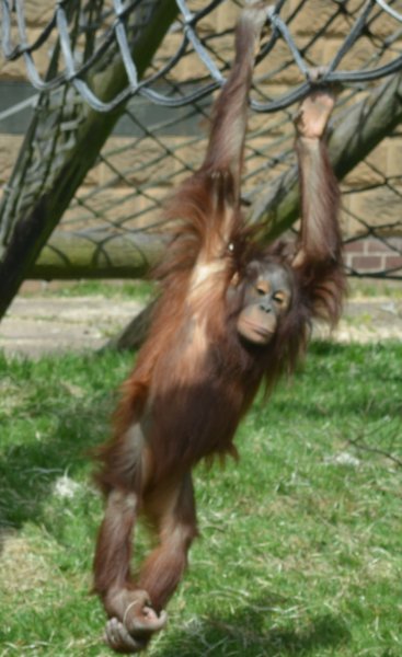  Twycross Zoo, Leicestershire, England