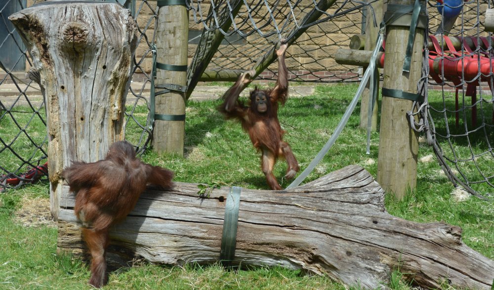 Orangutan (Orang utan) at  Twycross Zoo, Leicestershire, England