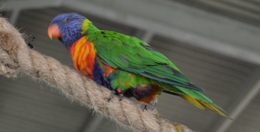 portrait of a rainbow lorikeet in Twycross Zoo, Leicestershire, England