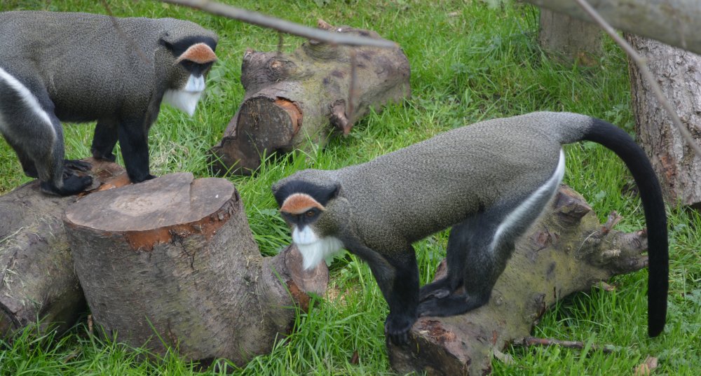 De Brazza's monkey in Twycross Zoo, Leicestershire, England
